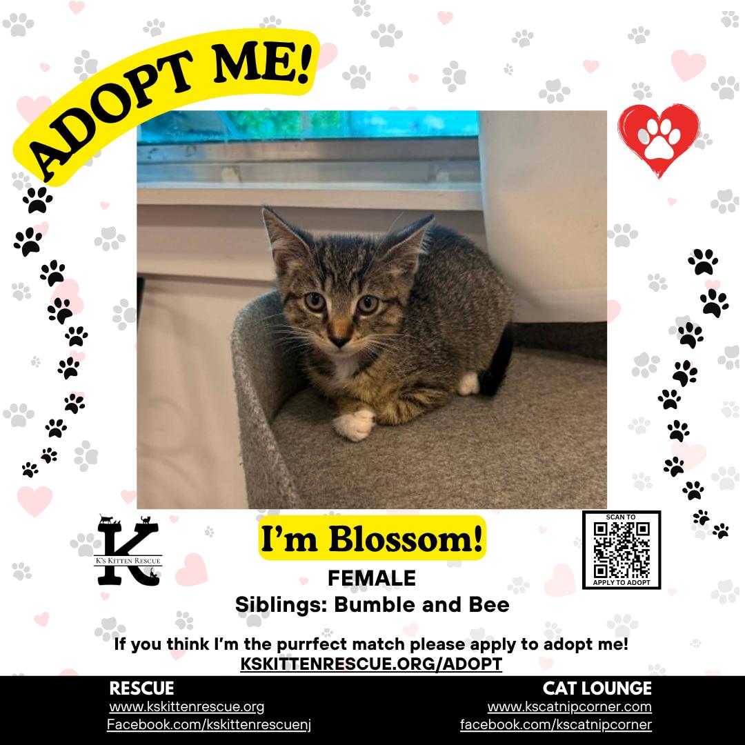 Blossom, Adoptable, Kitten Female Domestic Short Hair.