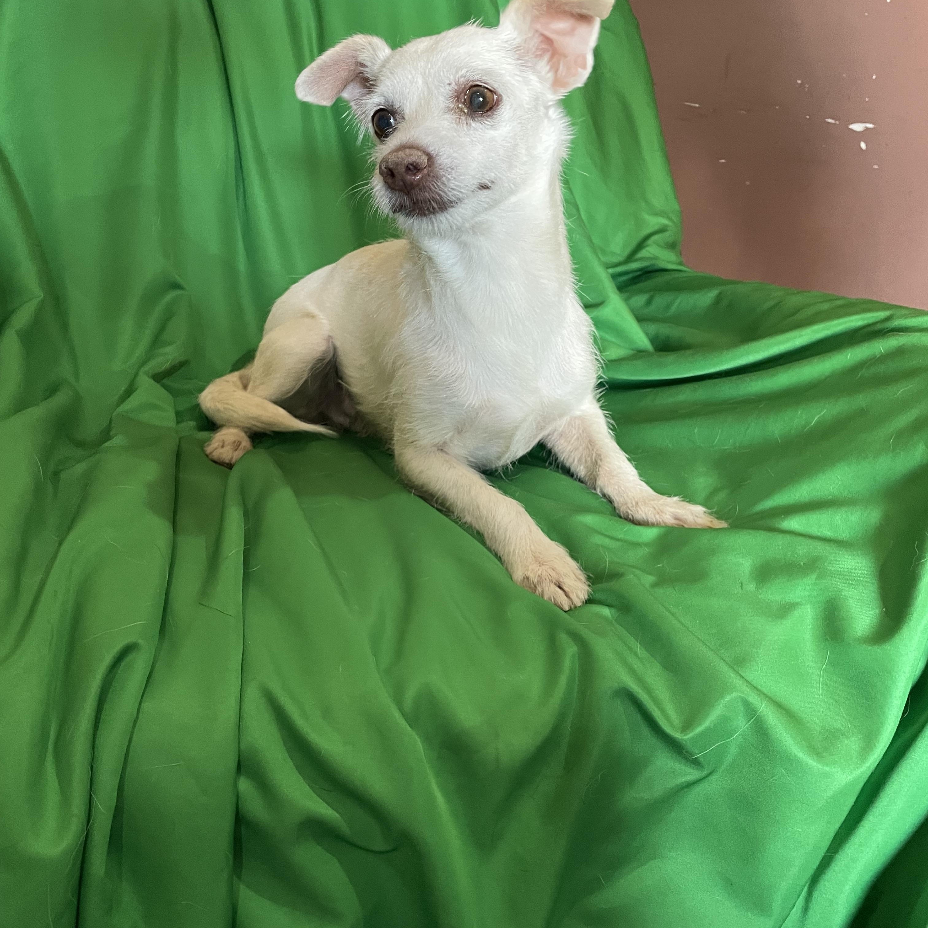 Enlarge Snowball , a ADOPTABLE mixed breed in Phoenix, AZ image 1/4