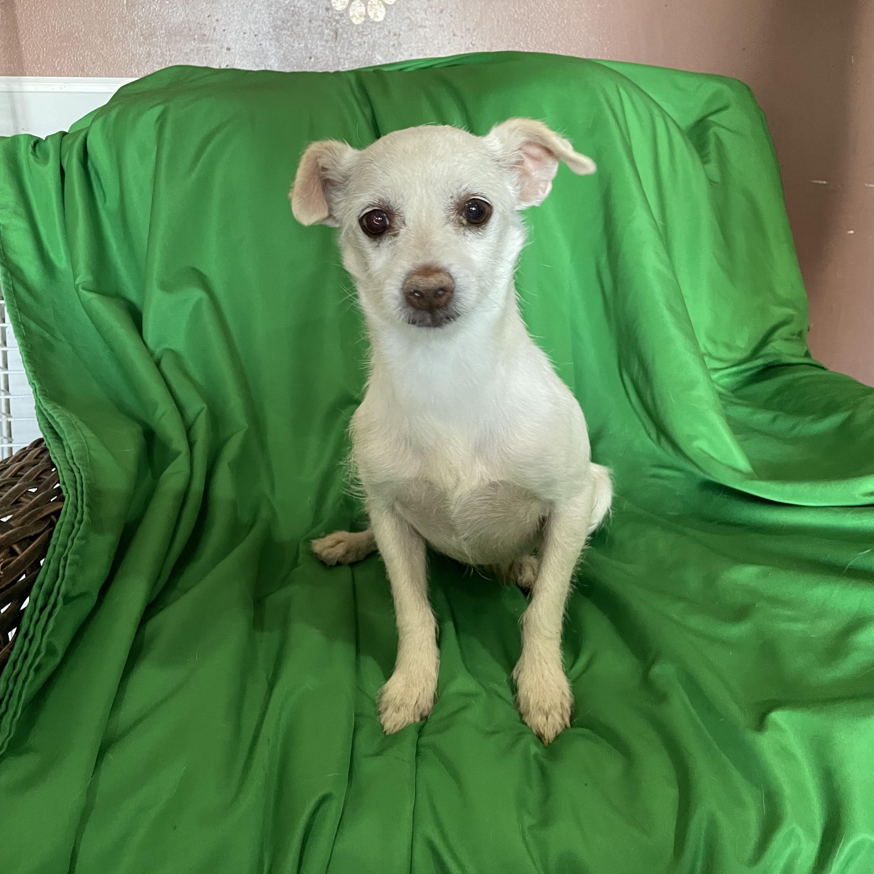 Enlarge Snowball , a ADOPTABLE mixed breed in Phoenix, AZ image 2/4