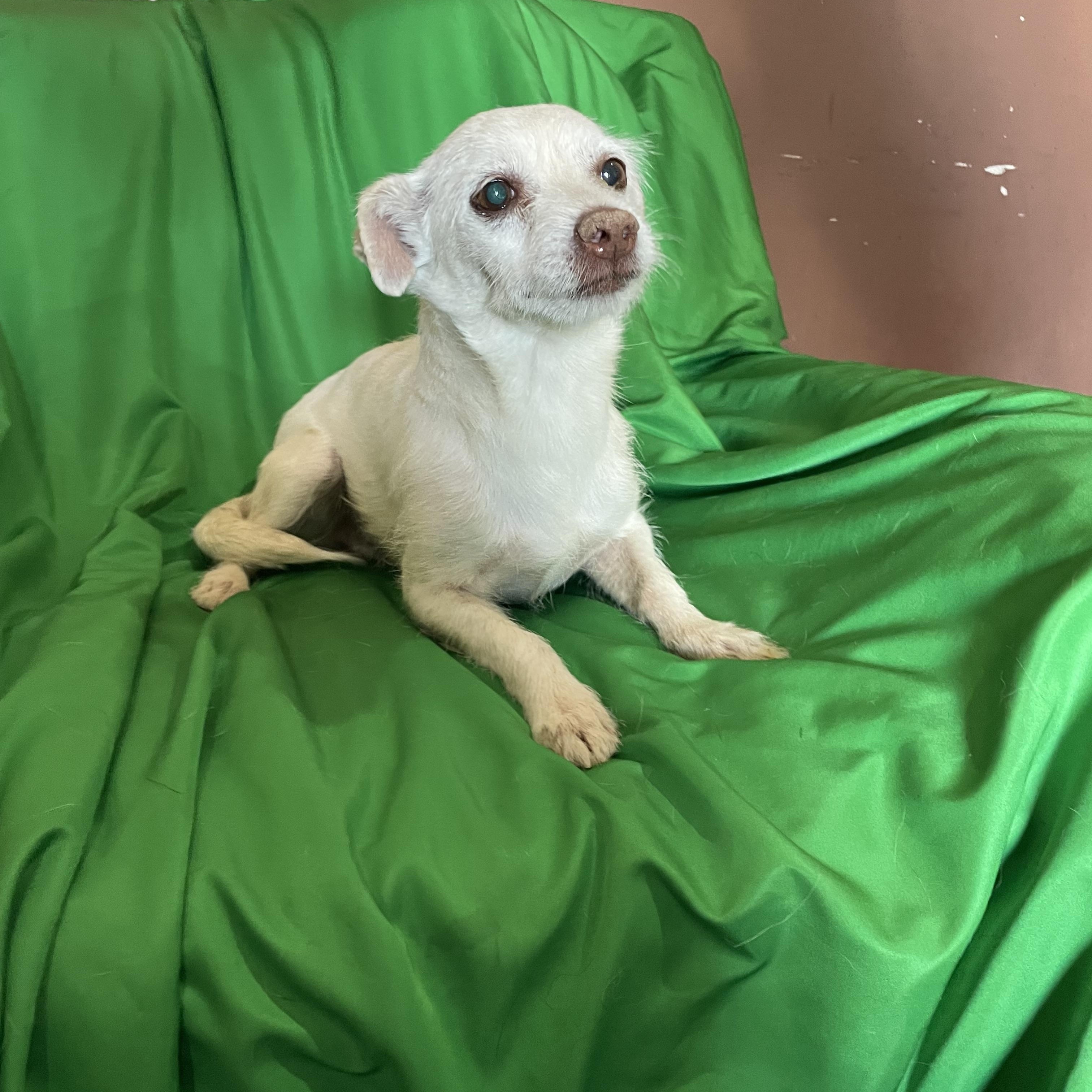 Enlarge Snowball , a ADOPTABLE mixed breed in Phoenix, AZ image 3/4