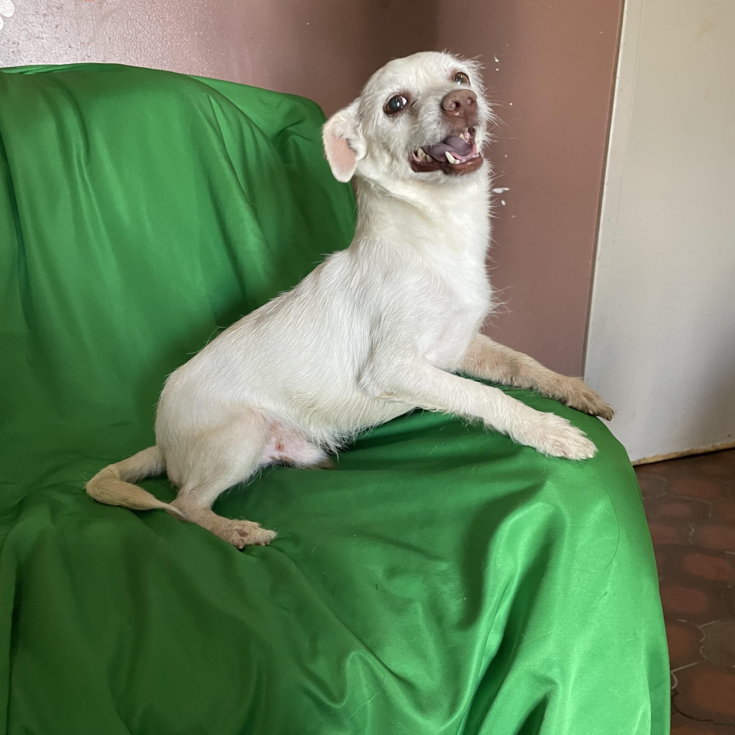 Enlarge Snowball , a ADOPTABLE mixed breed in Phoenix, AZ image 4/4