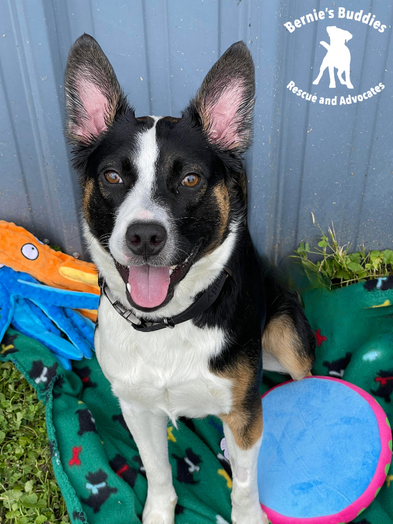 Enlarge Rosco , a Adoptable mixed breed in Huntington, WV image 1/6