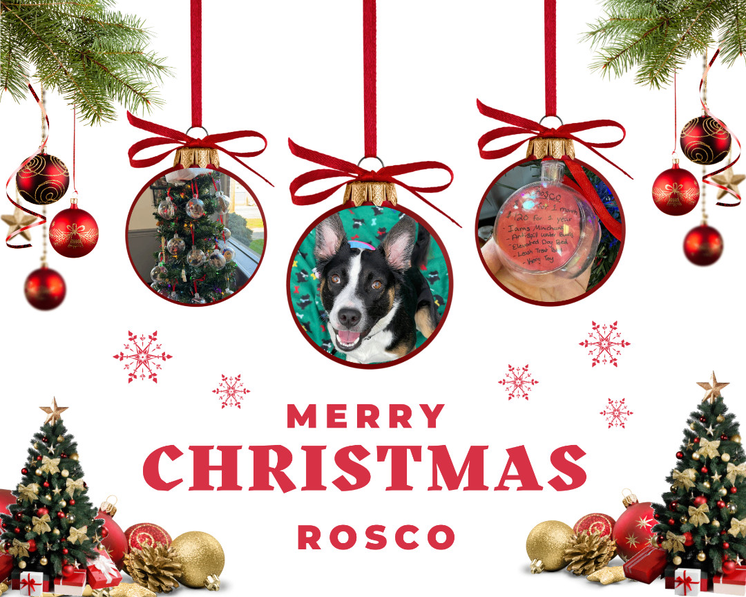 Enlarge Rosco , a Adoptable mixed breed in Huntington, WV image 2/6