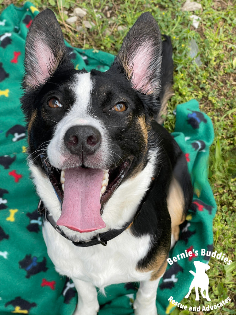 Enlarge Rosco , a Adoptable mixed breed in Huntington, WV image 3/6