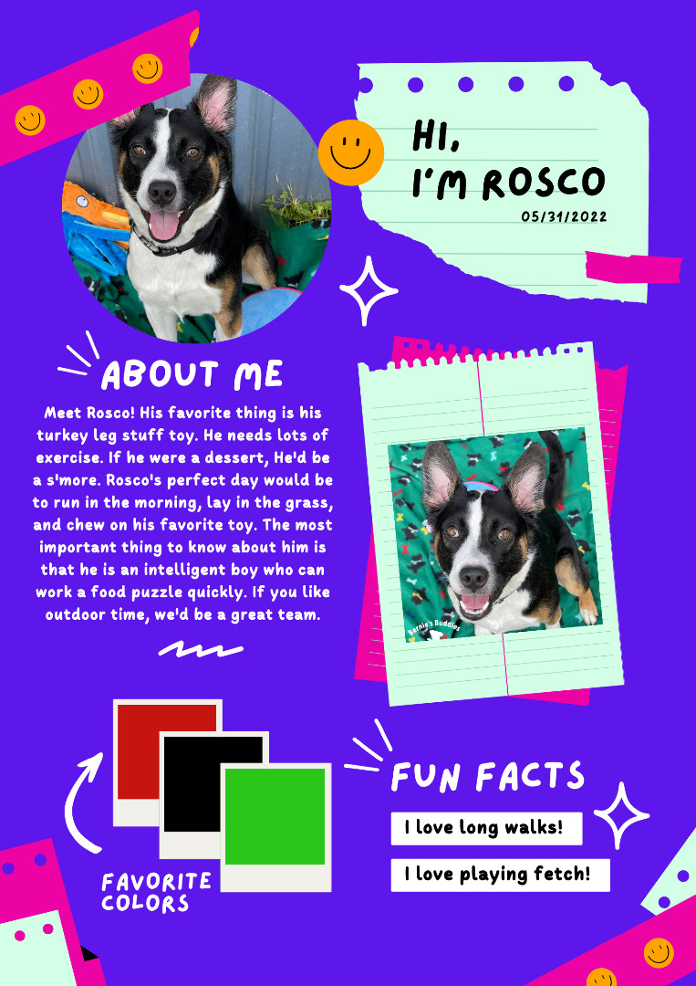 Enlarge Rosco , a Adoptable mixed breed in Huntington, WV image 4/6