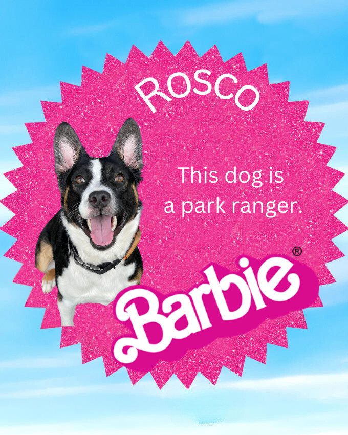 Enlarge Rosco , a Adoptable mixed breed in Huntington, WV image 5/6