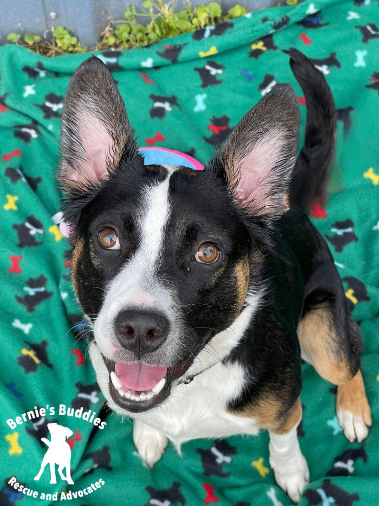 Enlarge Rosco , a Adoptable mixed breed in Huntington, WV image 6/6