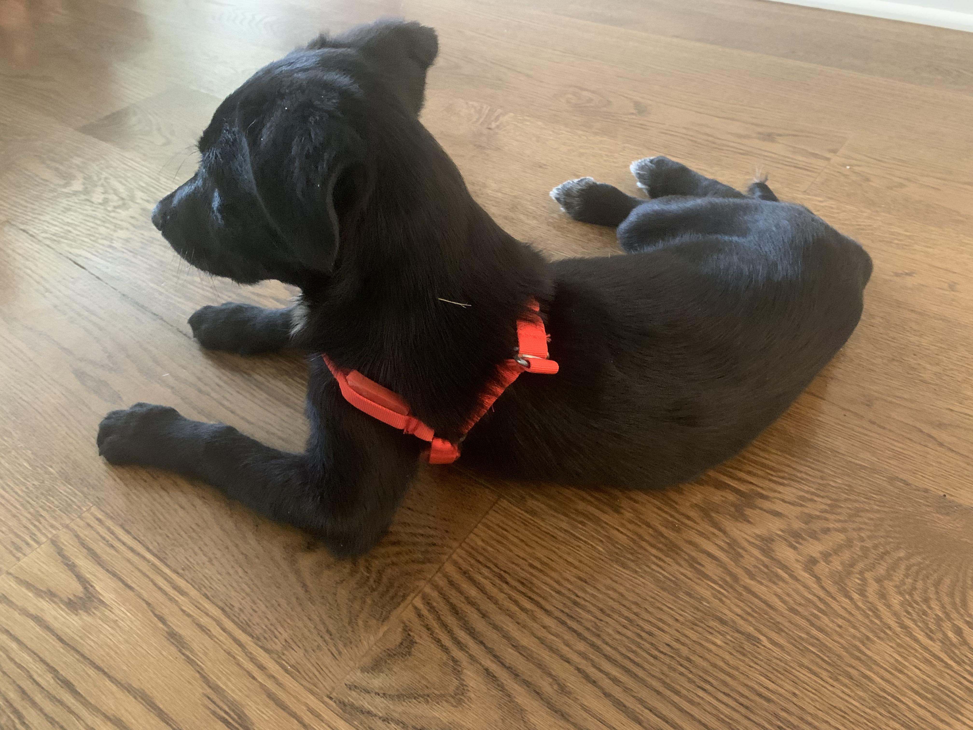 Enlarge Sally, a Adoptable mixed breed in Aurora, IL image 2/3