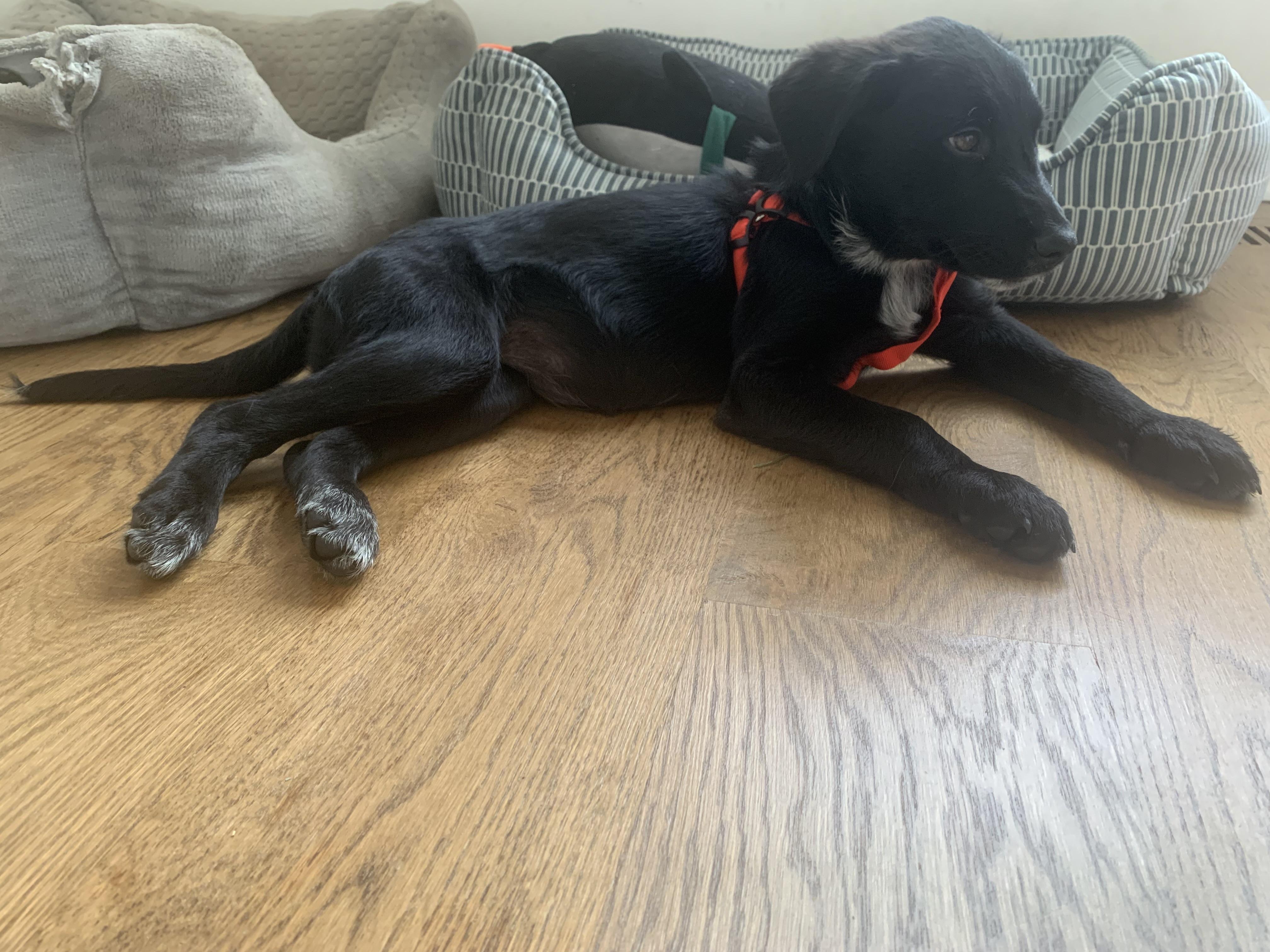 Sally, Adoptable, Puppy Female Black Labrador Retriever.