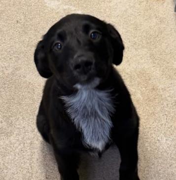 Enlarge Sally, a Adoptable mixed breed in Aurora, IL image 3/3