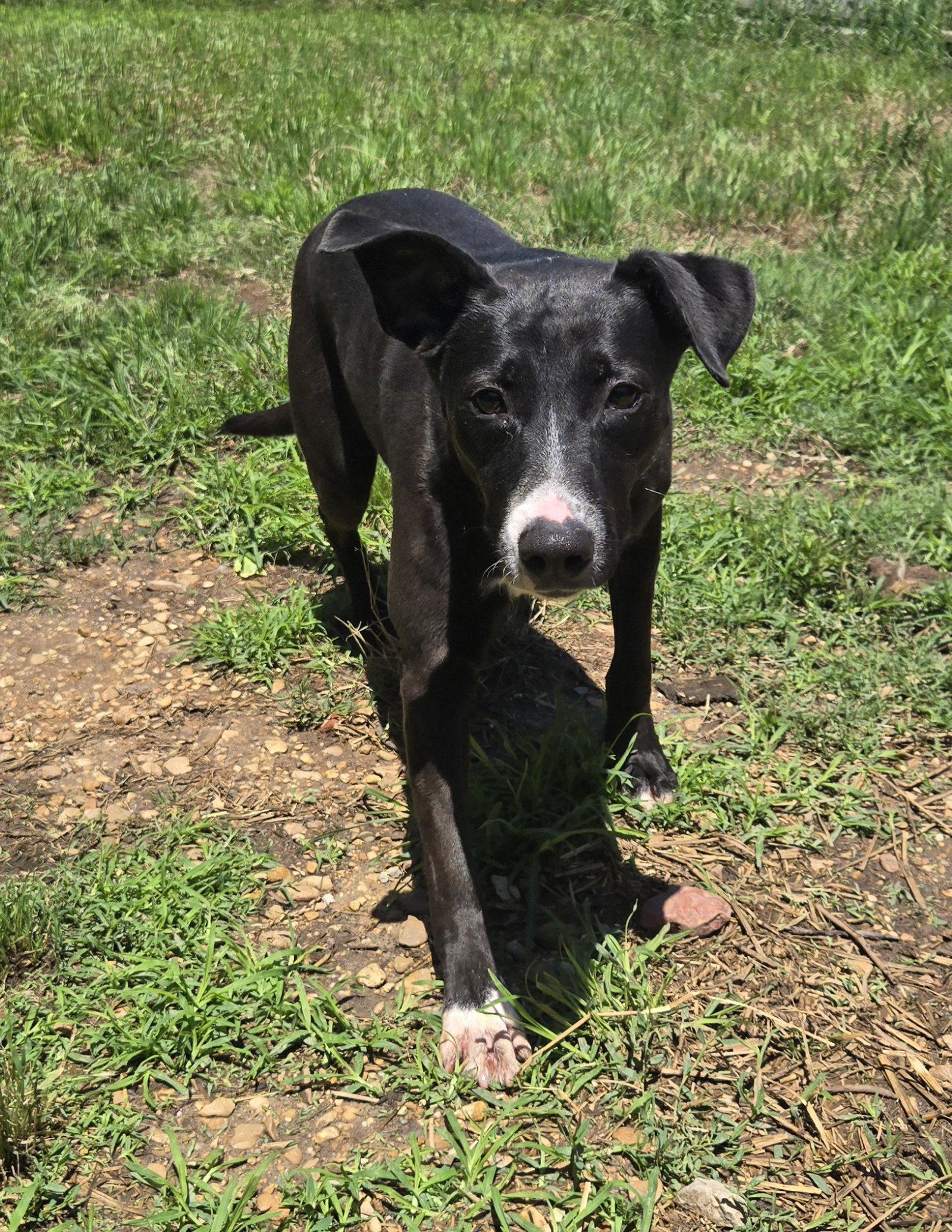 Enlarge Peppa, a Adoptable mixed breed in Jackson, MS image 1/3