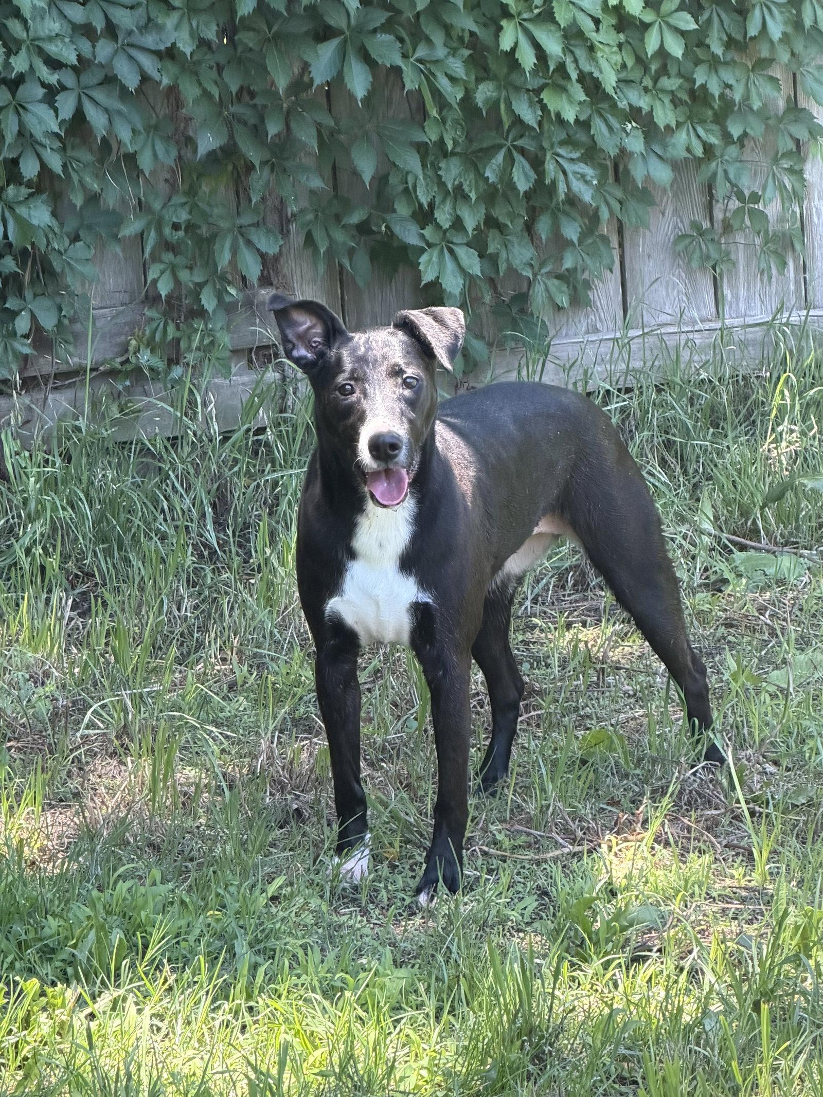 Enlarge Peppa, a Adoptable mixed breed in Jackson, MS image 2/3