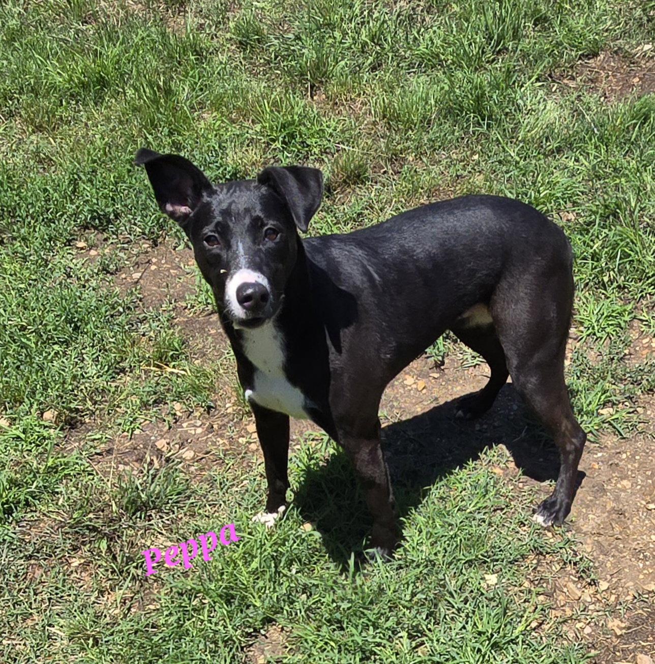Enlarge Peppa, a Adoptable mixed breed in Jackson, MS image 3/3