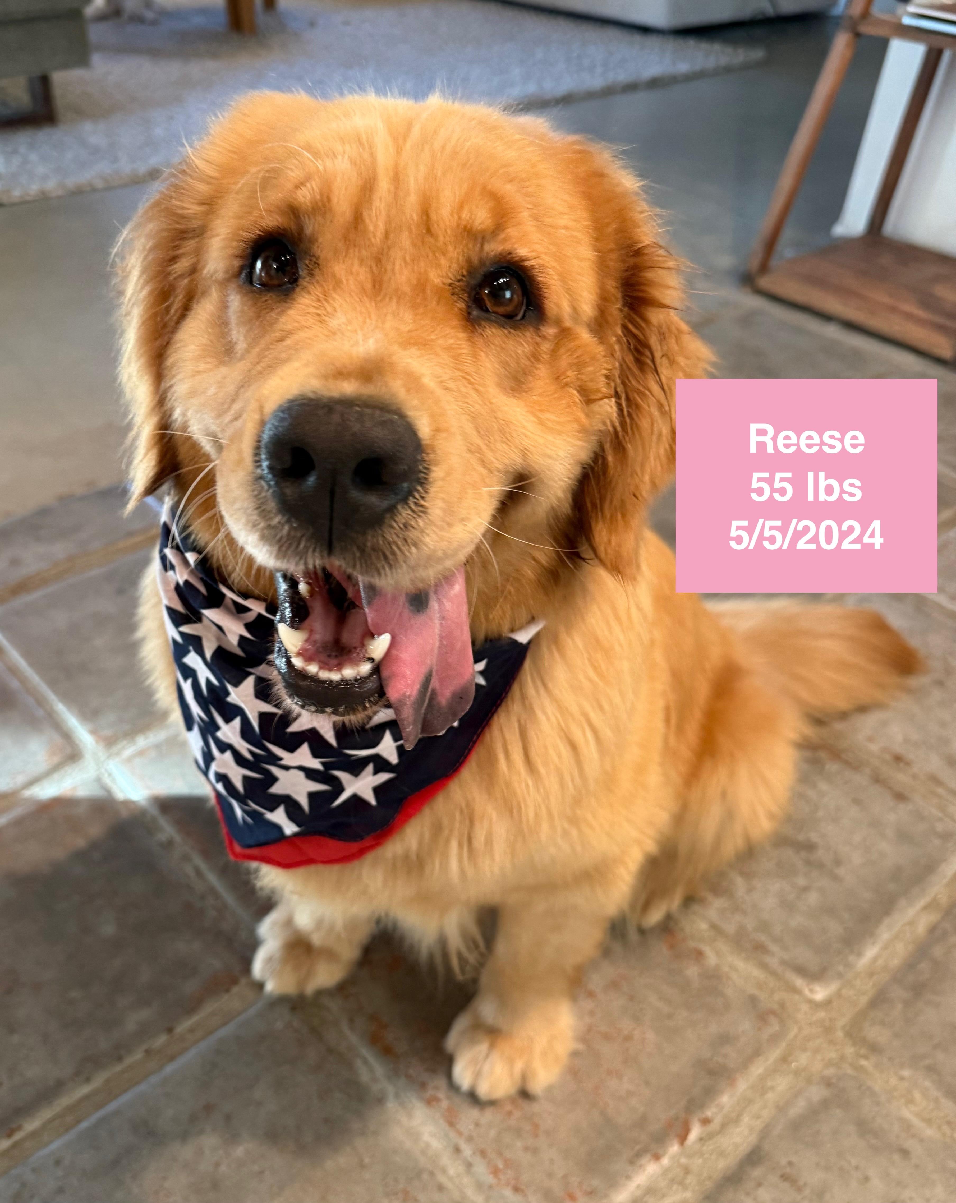 Reese, ADOPTABLE, Young Female Golden Retriever.