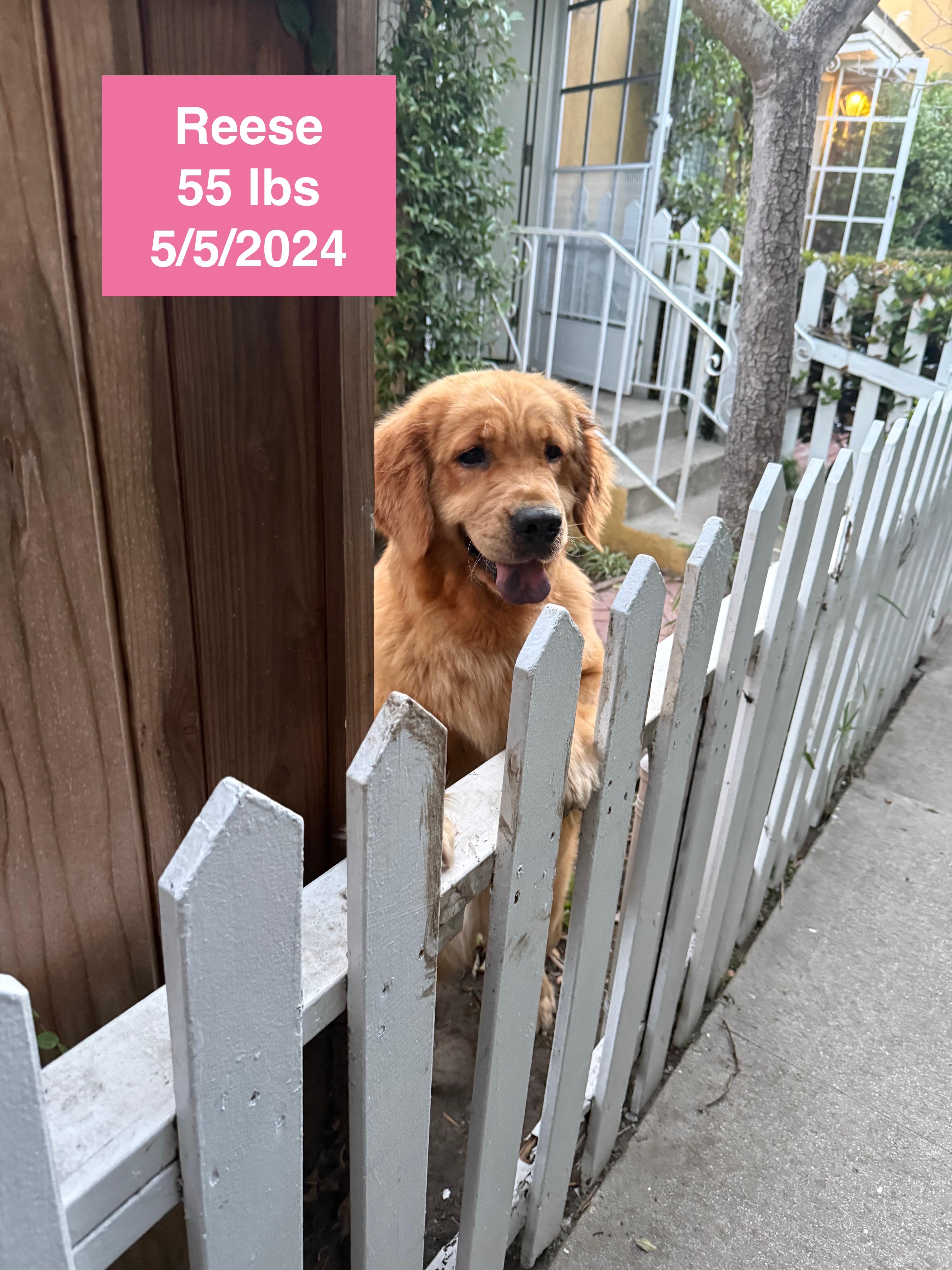 Reese, a ADOPTABLE Golden Retriever in West Hollywood, CA image 3/6
