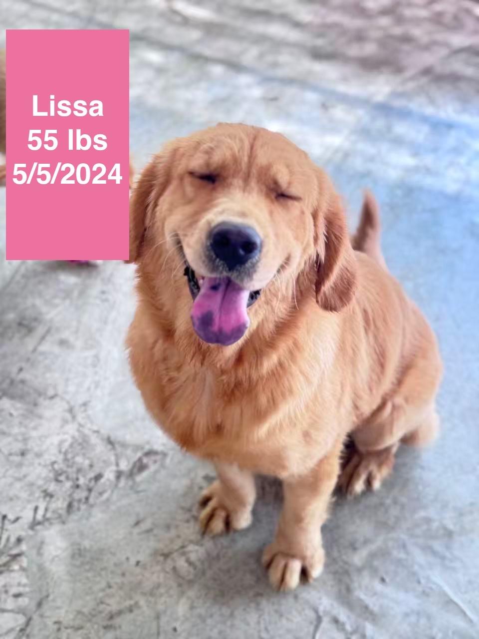 Enlarge Lissa , a ADOPTABLE Golden Retriever in West Hollywood, CA image 4/4