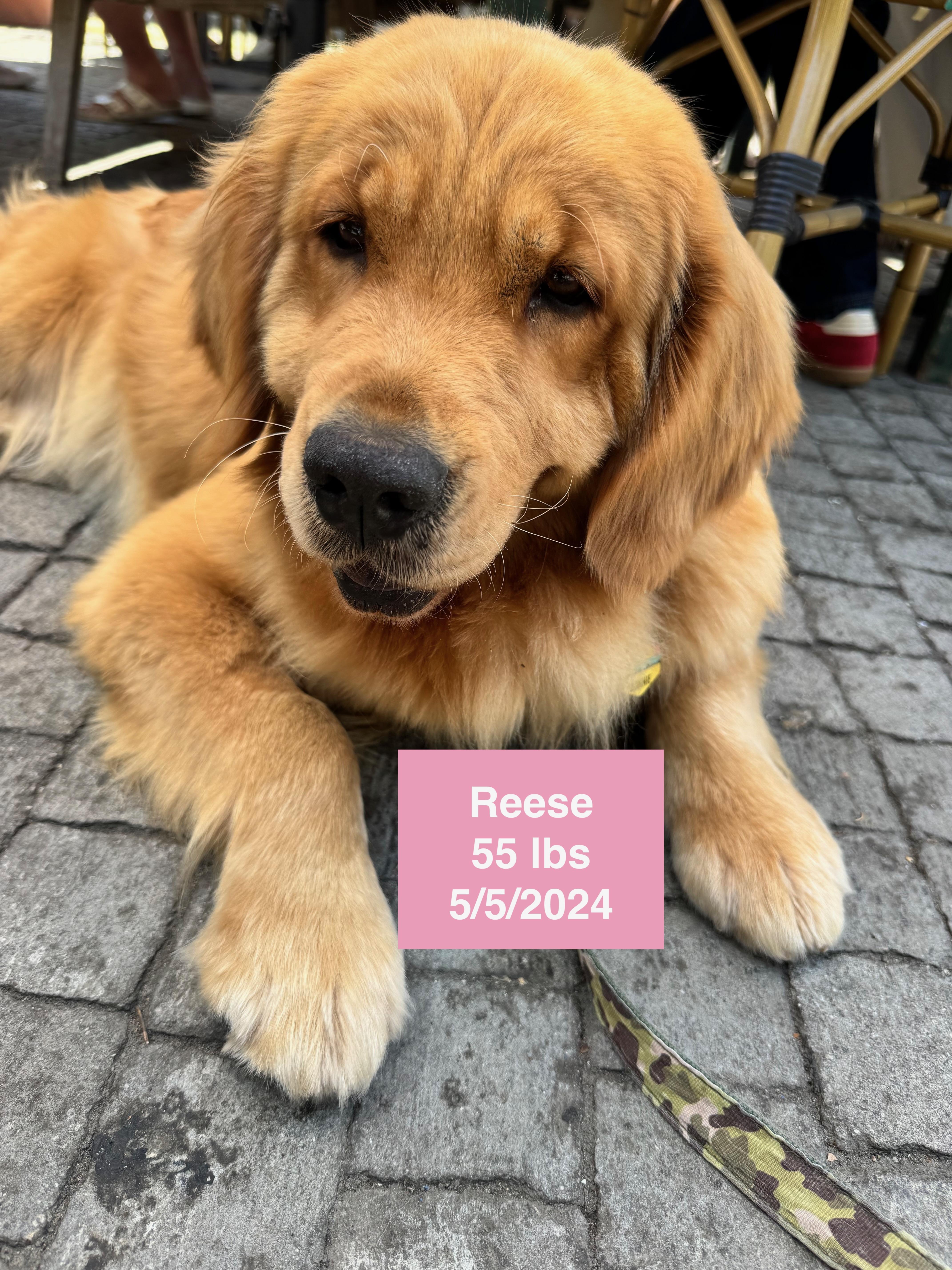 Reese, a ADOPTABLE Golden Retriever in West Hollywood, CA image 2/6