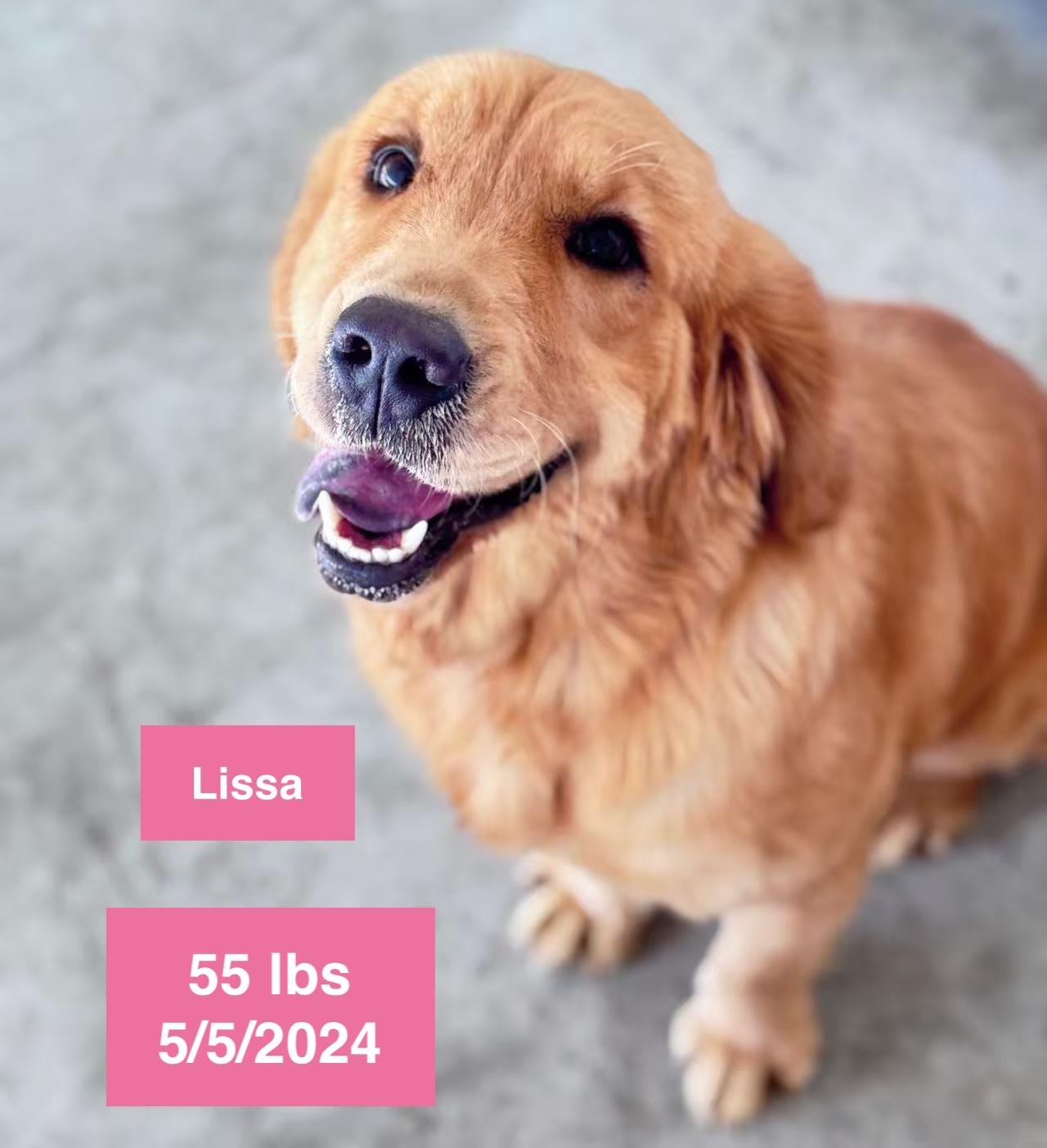 Lissa , ADOPTABLE, Young Female Golden Retriever.
