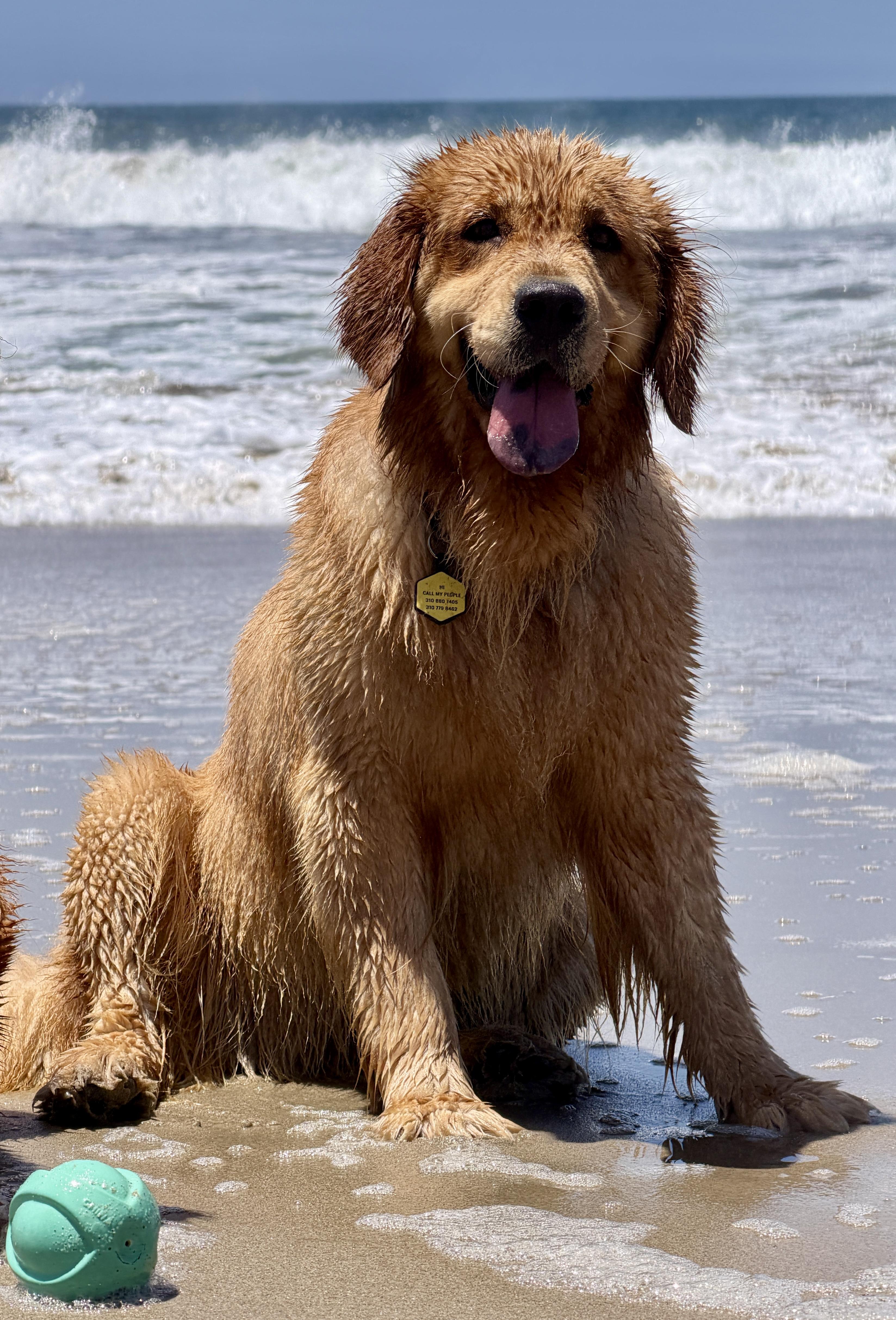 Reese, a ADOPTABLE Golden Retriever in West Hollywood, CA image 6/6