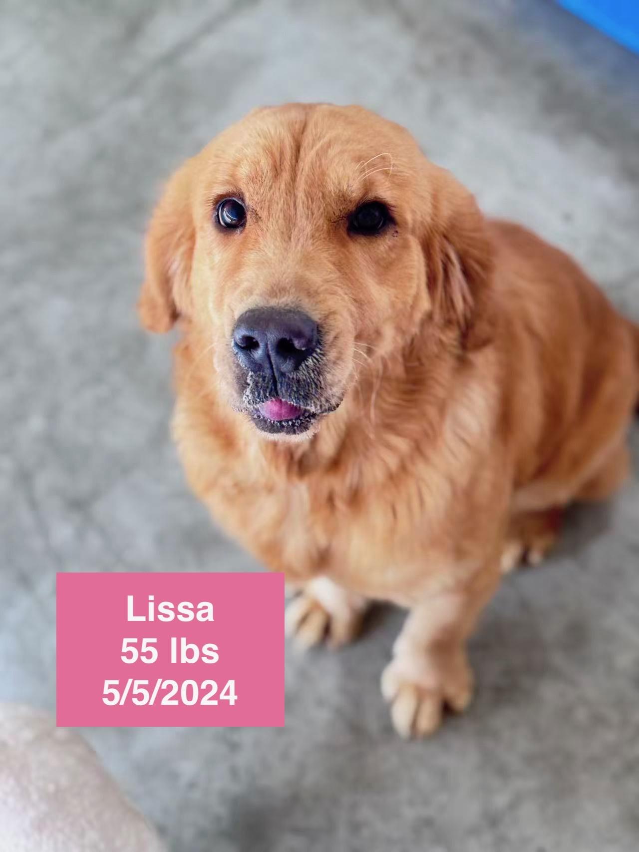 Enlarge Lissa , a ADOPTABLE Golden Retriever in West Hollywood, CA image 3/4