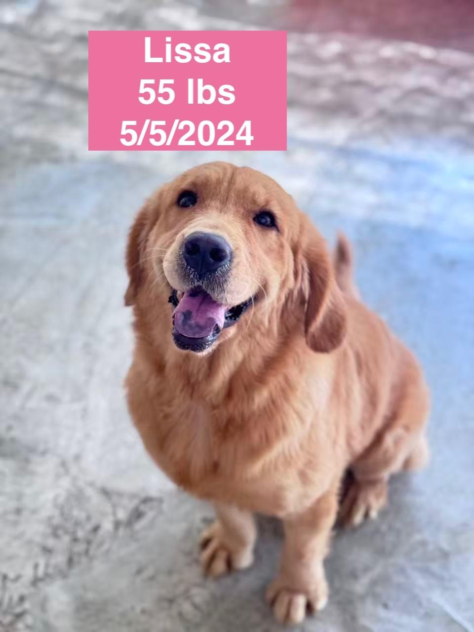 Enlarge Lissa , a ADOPTABLE Golden Retriever in West Hollywood, CA image 2/4