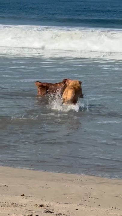 Enlarge Reese, a ADOPTABLE Golden Retriever in West Hollywood, CA video 5/6