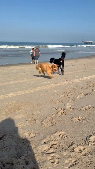 Enlarge Reese, a ADOPTABLE Golden Retriever in West Hollywood, CA video 4/6