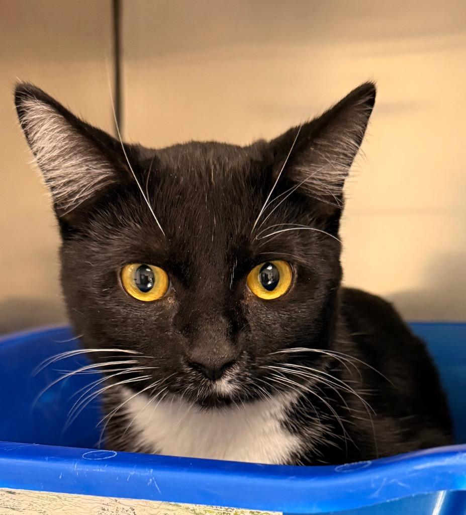 Enlarge Alaska, a Adoptable mixed breed in Defiance, OH image 1/2