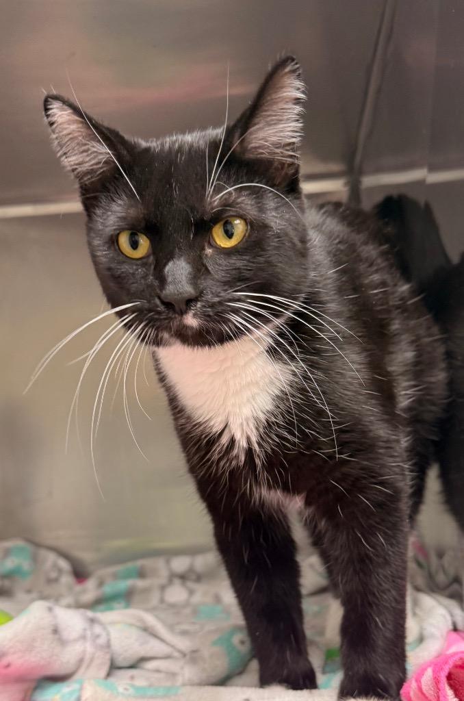 Enlarge Alaska, a Adoptable mixed breed in Defiance, OH image 2/2