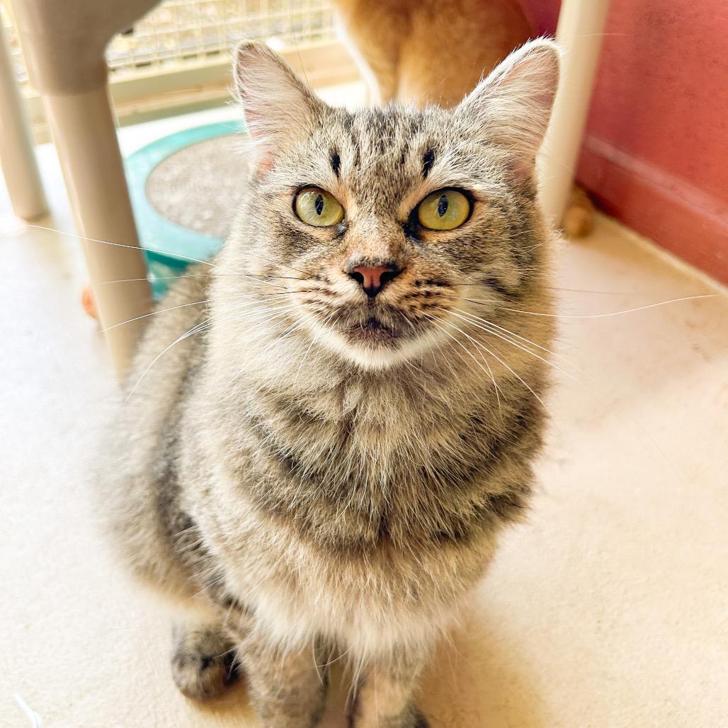Didi, Adoptable, Adult Female Domestic Medium Hair.