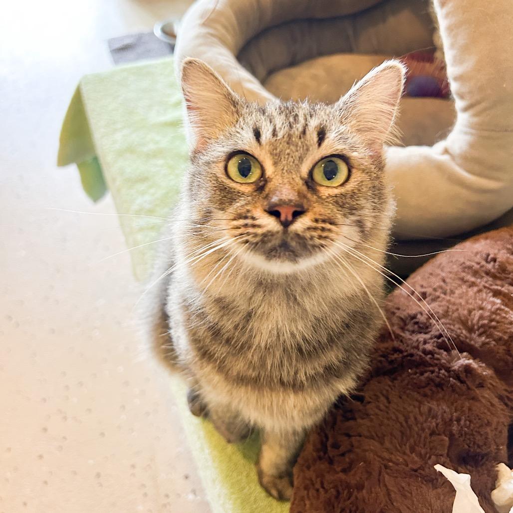 Enlarge Didi, a Adoptable Domestic Medium Hair in Kailua Kona, HI image 2/6