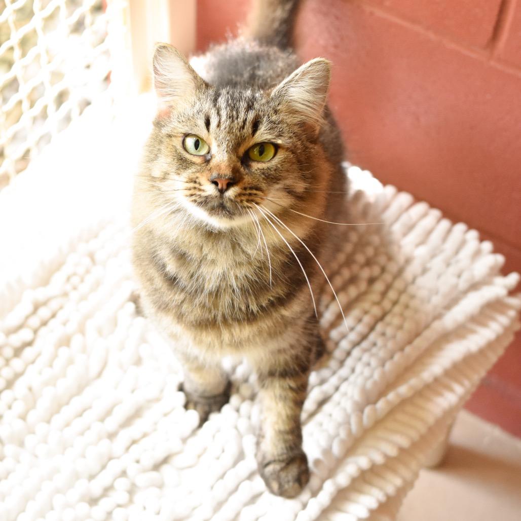 Enlarge Didi, a Adoptable Domestic Medium Hair in Kailua Kona, HI image 3/6