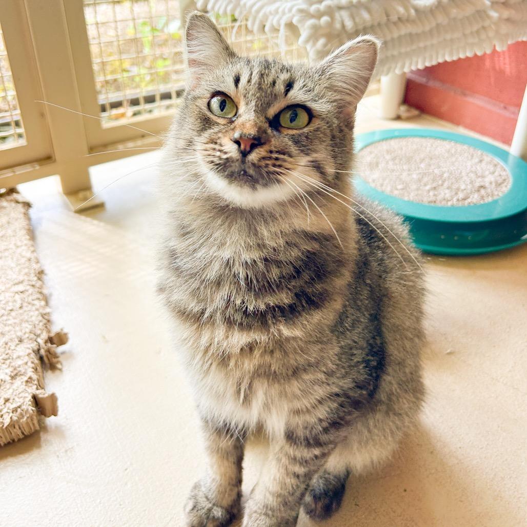Enlarge Didi, a Adoptable Domestic Medium Hair in Kailua Kona, HI image 4/6
