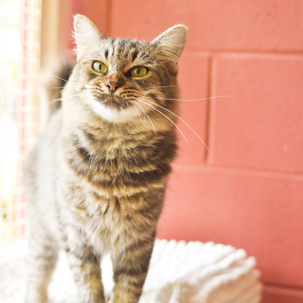 Enlarge Didi, a Adoptable Domestic Medium Hair in Kailua Kona, HI image 5/6
