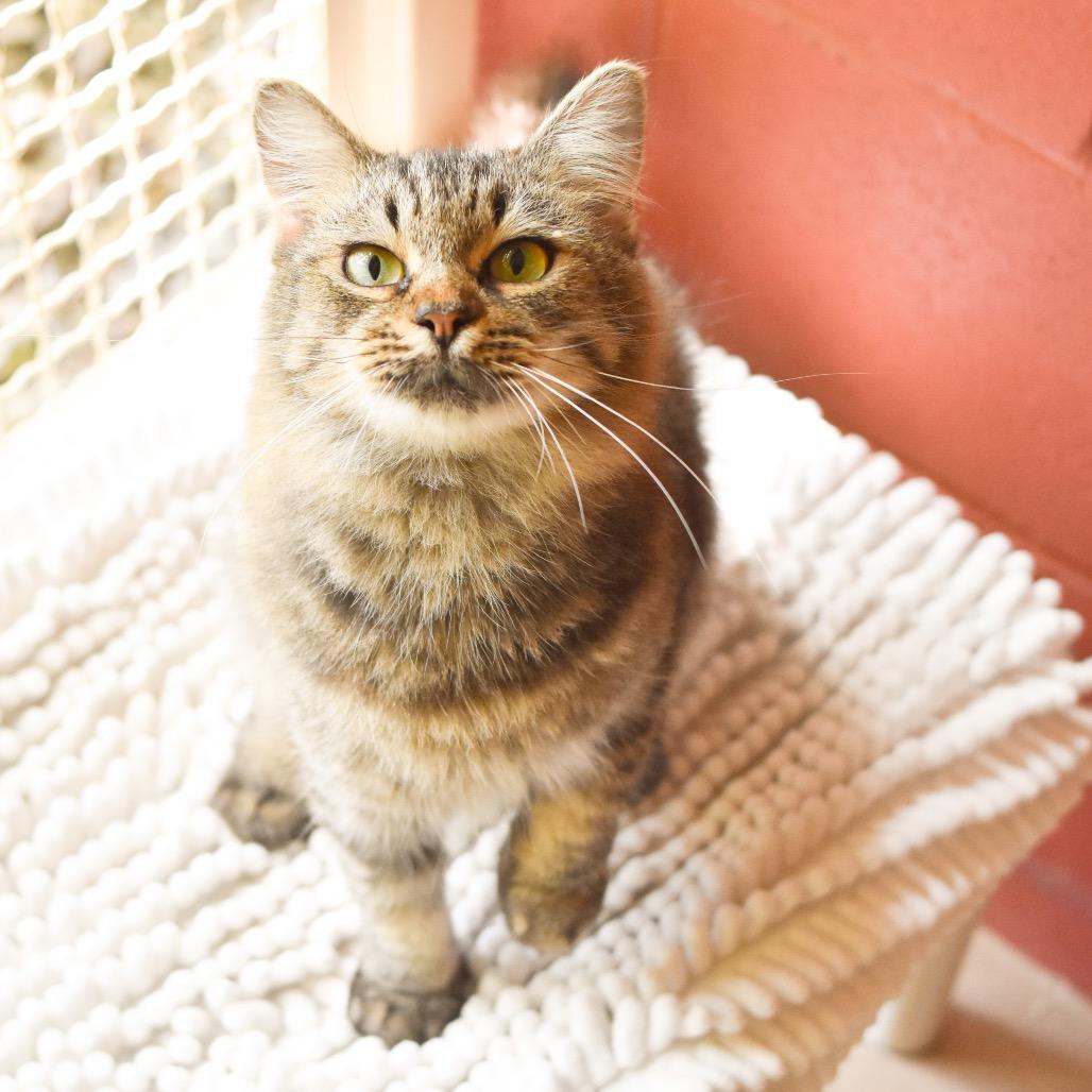 Enlarge Didi, a Adoptable Domestic Medium Hair in Kailua Kona, HI image 6/6