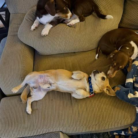 Enlarge Bear, an adopted mixed breed in Boulder, CO image 4/6