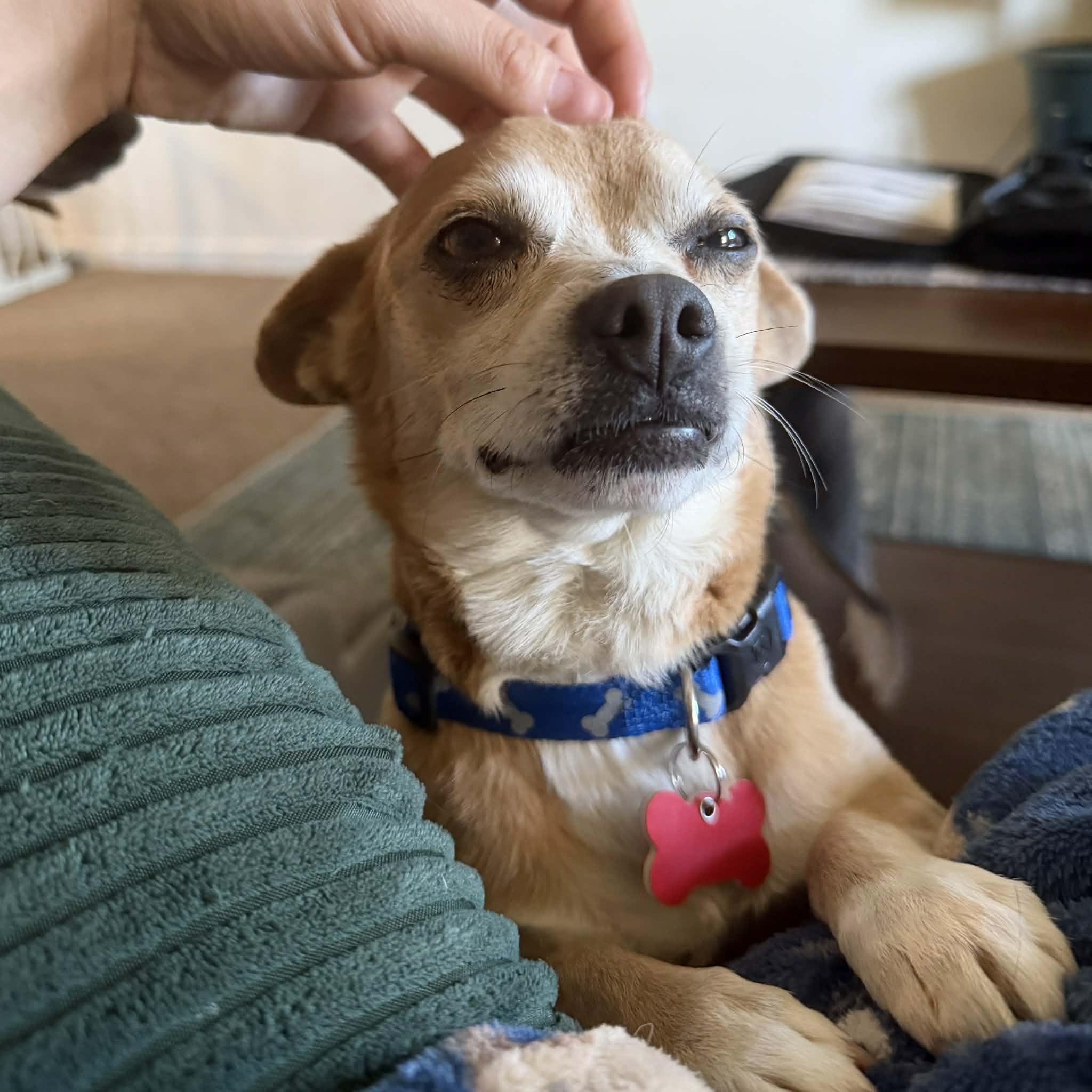 Enlarge Bear, an adopted mixed breed in Boulder, CO image 6/6