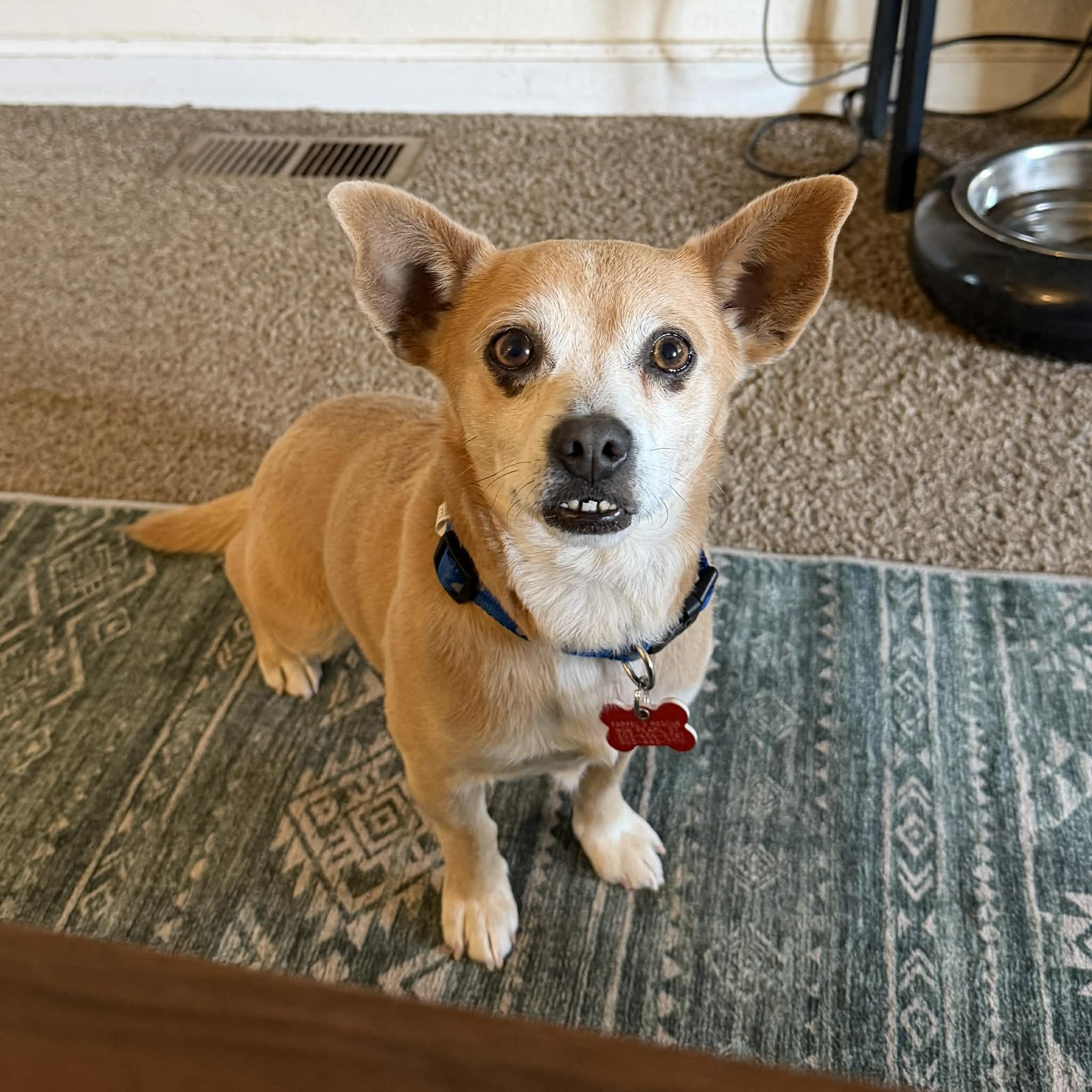 Enlarge Bear, an adopted mixed breed in Boulder, CO image 5/6