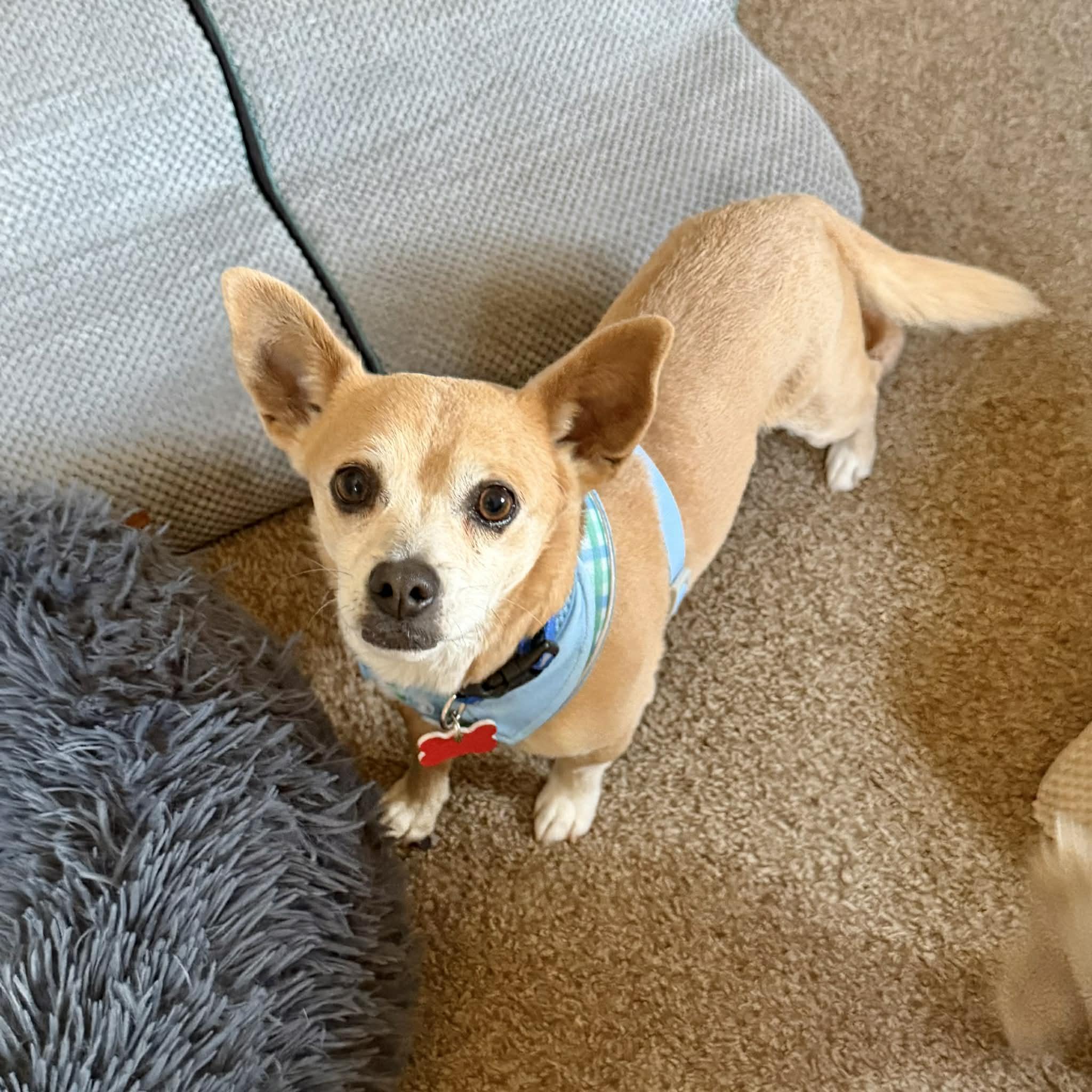 Bear, ADOPTABLE, Adult Male Chihuahua & Corgi.