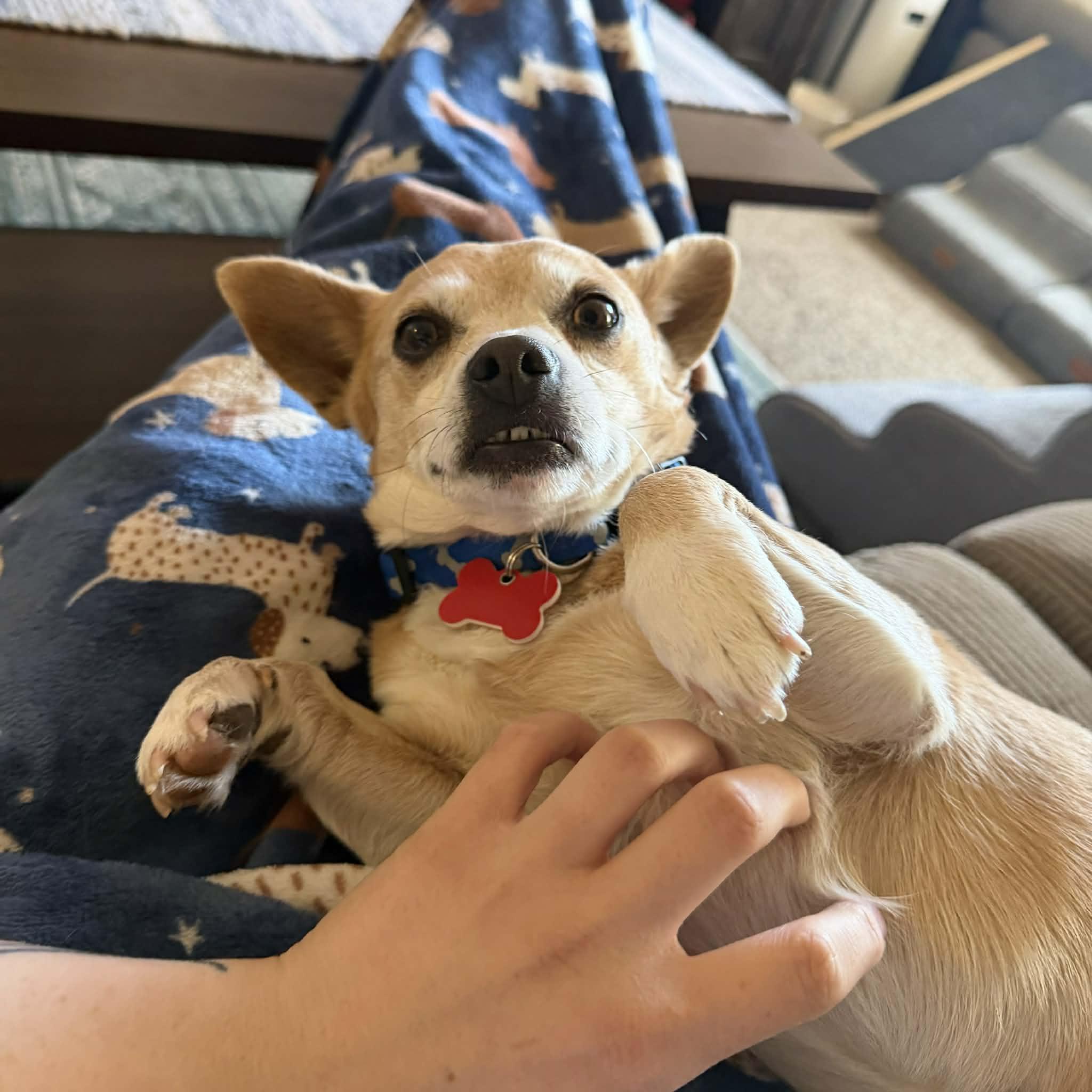 Enlarge Bear, an adopted mixed breed in Boulder, CO image 3/6