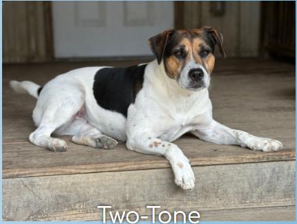 Two Tone, Adopted, Adult Female Beagle.