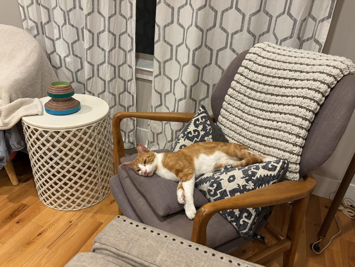 Ginger, a Adoptable Tabby in Westville, NJ image 2/4