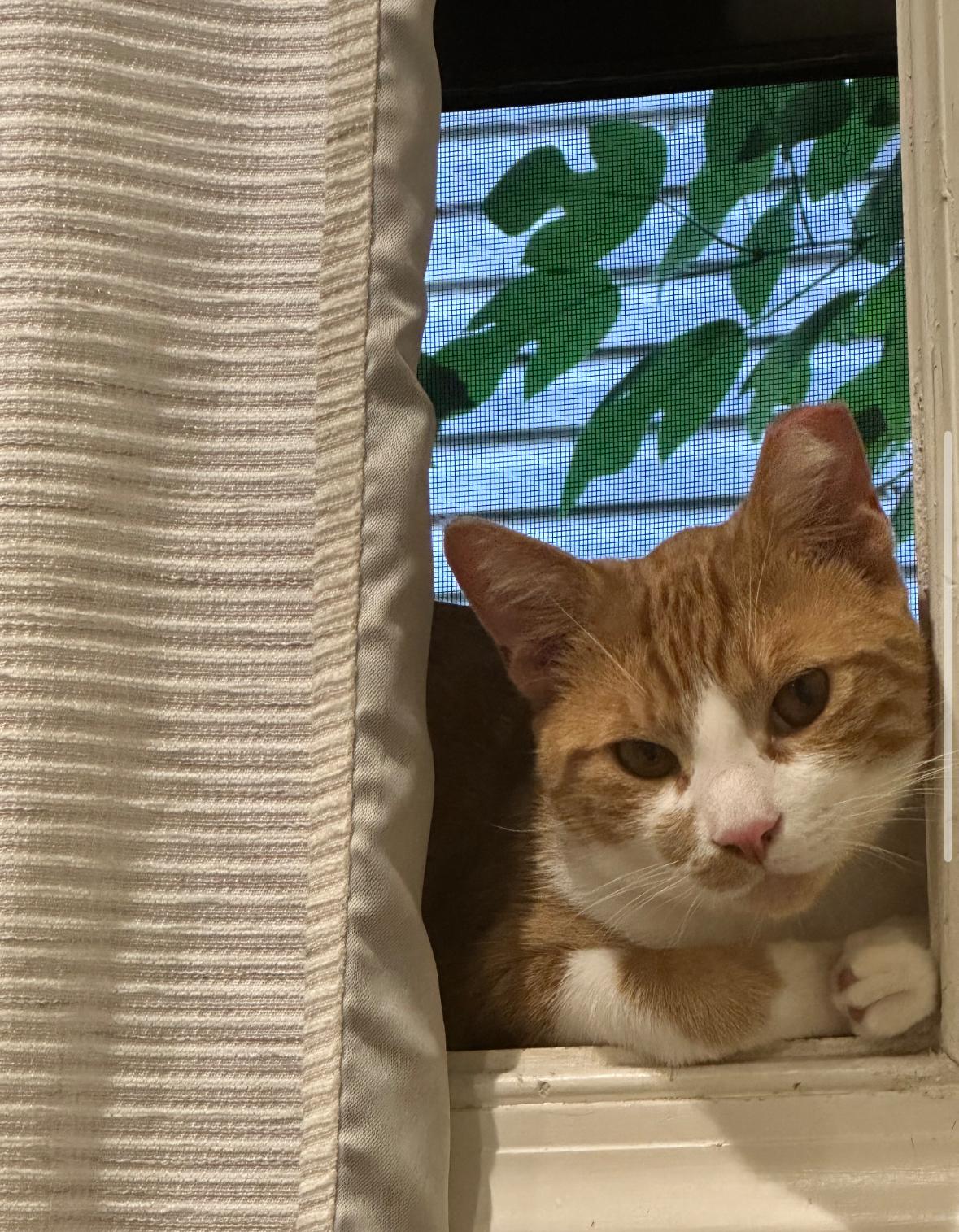 Ginger, a Adoptable Tabby in Westville, NJ image 3/4