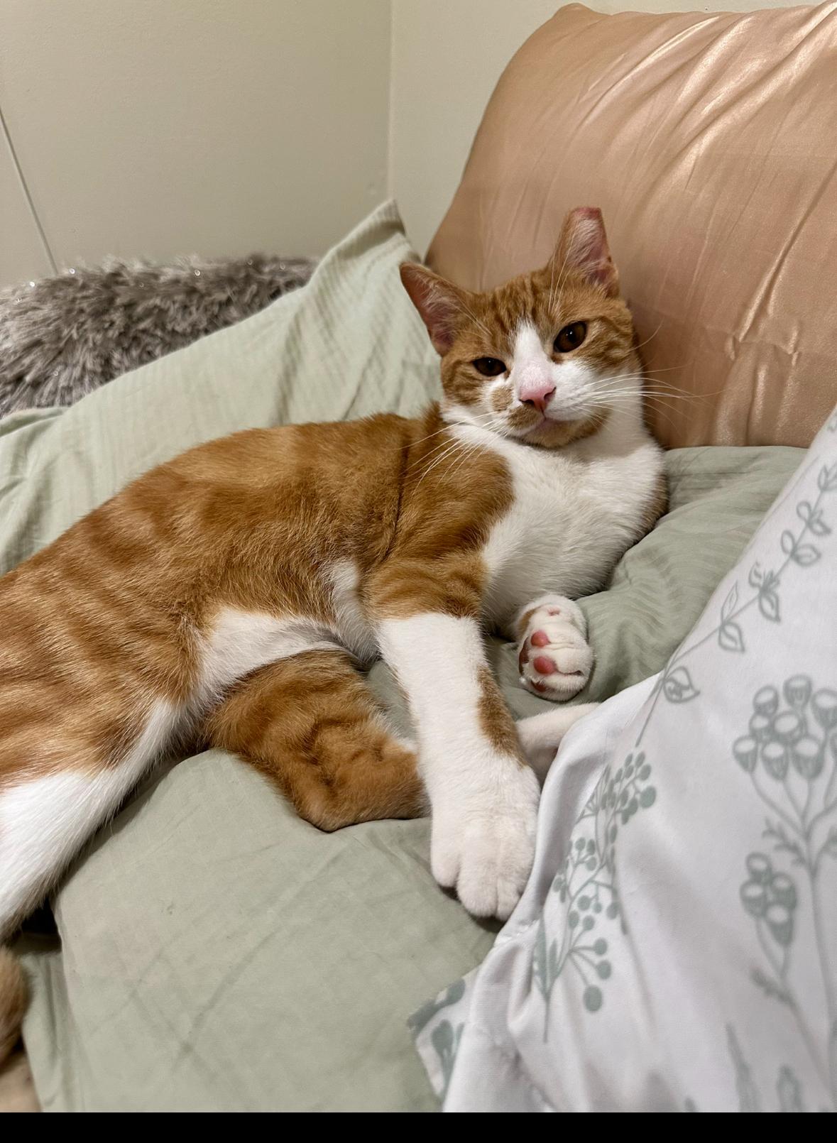 Ginger, a Adoptable Tabby in Westville, NJ image 4/4