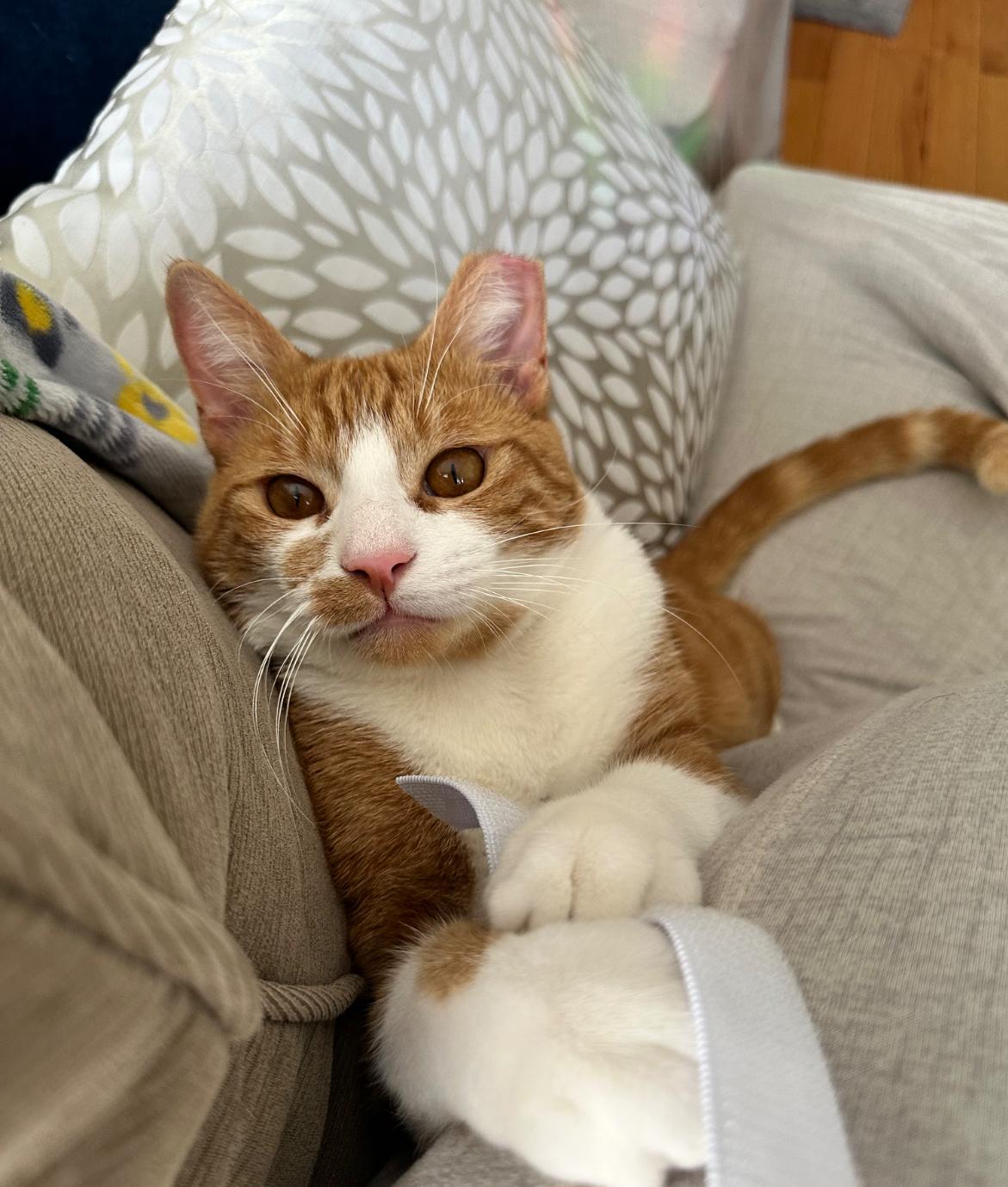 Ginger, Adoptable, Young Male Tabby.