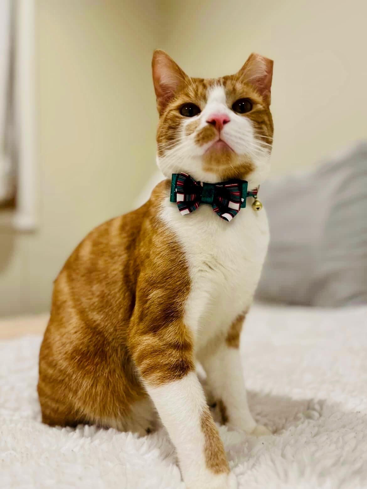 Ginger, Adoptable, Young Male Tabby.