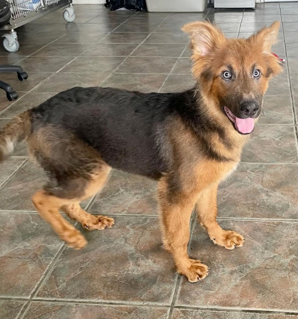 Enlarge Cherry, a Adoptable Shepherd in Canoga Park, CA image 9/10