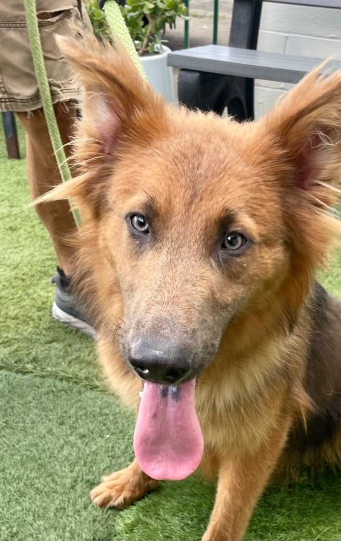 Enlarge Cherry, a Adoptable Shepherd in Canoga Park, CA image 8/10