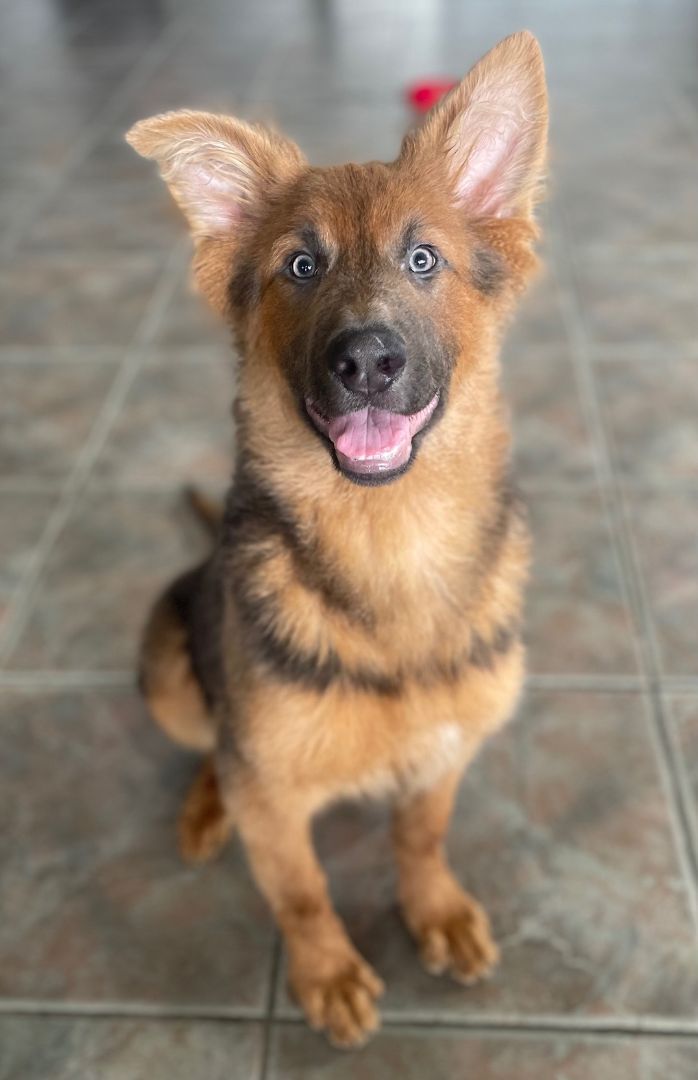 Enlarge Cherry, a Adoptable Shepherd in Canoga Park, CA image 7/10