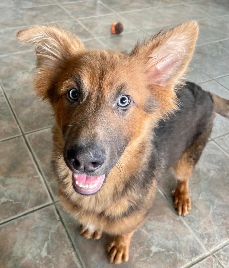 Cherry, Adoptable, Young Female Shepherd.